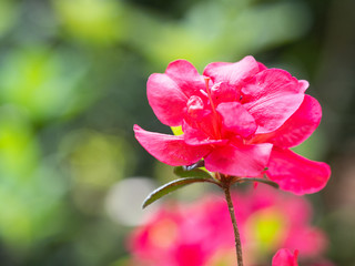 Blooming flowers of Rhododendron bush, azalea in spring