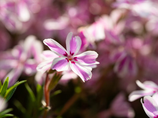 Phlox subulata flowers blooming in ornamental garden
