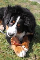 Cute bernese mountain dog puppy chewing a pig ear