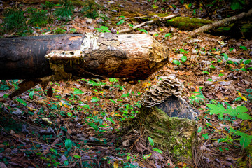A tree felled by beavers looks like a pencil in the woods at Cole Park in Harpursville in Upstate NY