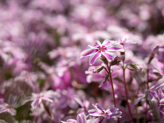 Fototapeta premium Phlox subulata flowers blooming in ornamental garden