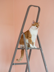 Orange cat sitting on ladder