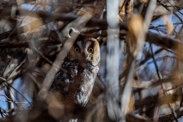 A Long-eared Owl Perched in a Tree