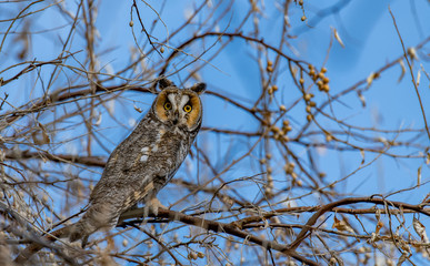 A Long-eared Owl Perched in a Tree