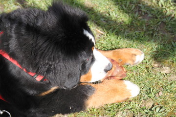 Fototapeta premium Cute bernese mountain dog puppy chewing a pig ear