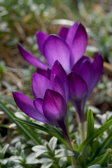 purple crocuses in sunlight on a blurred background