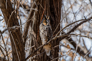 A Long-eared Owl Perched in a Tree