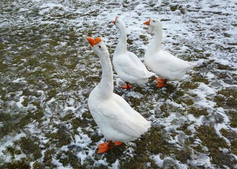 White goose on a winter walk
