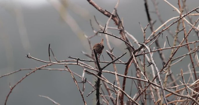 troglodyte mignon chantant dans un buisson