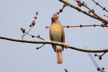 Red Cardinal Female Northern Singing for a Mate
