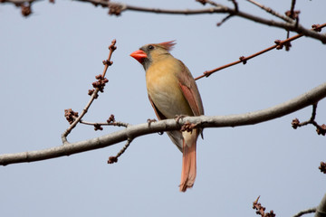 Red Cardinal Female Northern Singing for a Mate