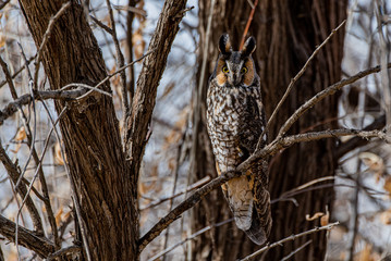 A Long-eared Owl Perched in a Tree