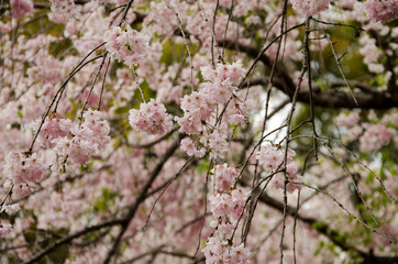 Cherry blossom in Japan at spring time