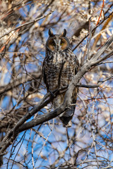 A Long-eared Owl Perched in a Tree