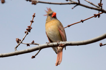 Red Cardinal Female Northern Singing for a Mate