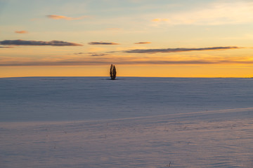 A Lonely Tree in a Snowy Field at Sunset