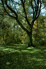 Fototapeta na wymiar Luci e ombre nella foresta in autunno