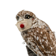 Obraz premium Portrait of an owl with a mouthguard against infection