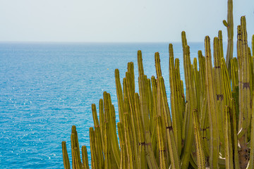 Cardon cactus in blue backround 