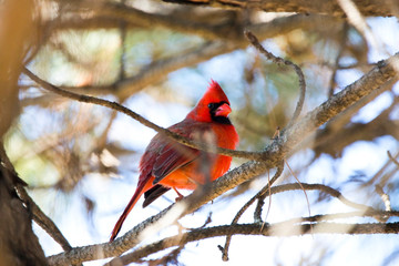 Red Cardinal Male Northern Singing for a Mate