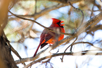 Red Cardinal Male Northern Singing for a Mate