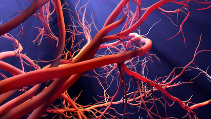 New blood vessel formation - obrazy, fototapety, plakaty