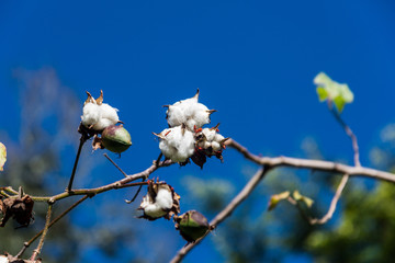 dramatic close up detailed image of cotton tree in dominican republic with insects invation.