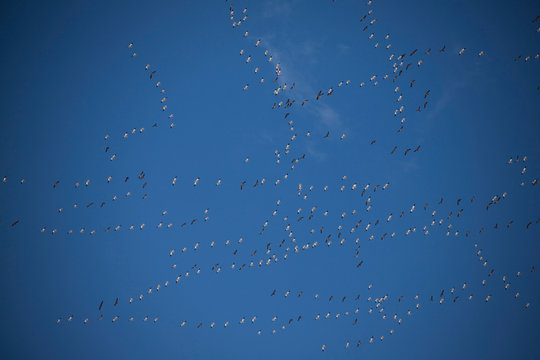 Geese Migration In Spring In Nebraska