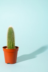 One small cactus in orange pot at blue background. Minimal modern lifestyle. Urban jungle.