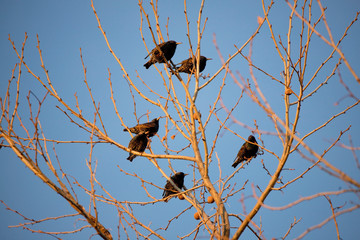 Starling Birds Roosting in a Tree During Spring Migration