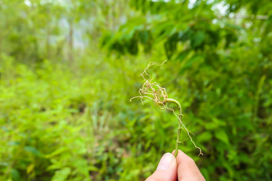 A hand holding a roots of a herb. The background is all overgrown with lush green plants. Searching for natural ingredients in the nature. Using natural resources. The plant has long roots.