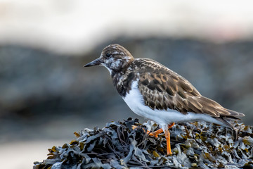 Tournepierre &agrave; collier