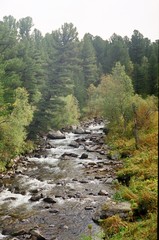 Nature Of Russia Altai