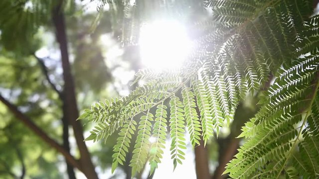 Person looking up to the sky through swinging in the wind dangling jacaranda tree fern like branches with green leaves blinking sunlight leaks shining in the foliage. Spring summer day