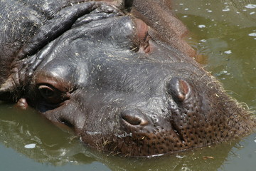 close up face sleeping hippo in wetlands