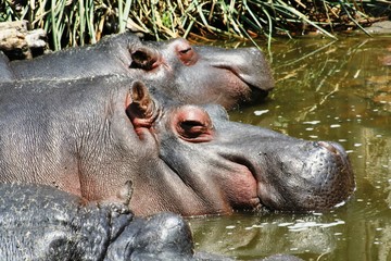 close up head sleeping hippo in wetlands