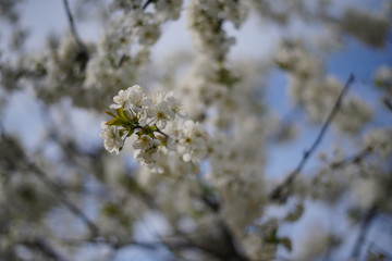 Spring with a beautiful blooming cherry garden. Working bees in the background.