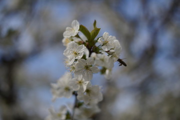 Spring with a beautiful blooming cherry garden. Working bees in the background.