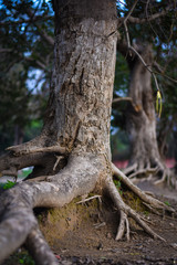 closeup of a old tree in the forest