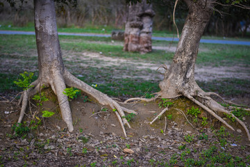 closeup of a old tree in the forest