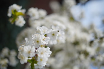 Spring with a beautiful blooming cherry garden. Working bees in the background.