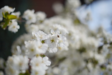 Obraz premium Spring with a beautiful blooming cherry garden. Working bees in the background.