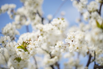 Spring with a beautiful blooming cherry garden. Working bees in the background.