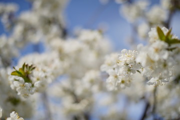 Spring with a beautiful blooming cherry garden. Working bees in the background.