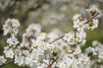 Spring with a beautiful blooming cherry garden. Working bees in the background.