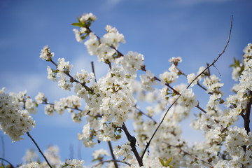 Spring with a beautiful blooming cherry garden. Working bees in the background.