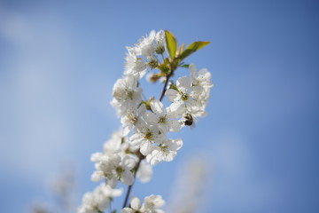 Spring with a beautiful blooming cherry garden. Working bees in the background.