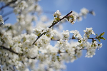 Spring with a beautiful blooming cherry garden. Working bees in the background.