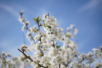 Spring with a beautiful blooming cherry garden. Working bees in the background.