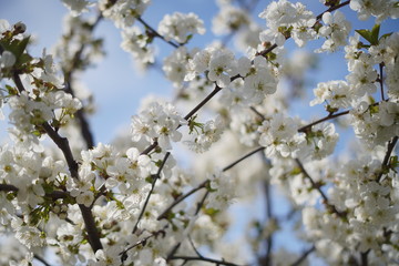 Spring with a beautiful blooming cherry garden. Working bees in the background.